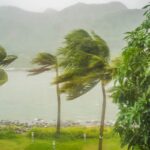 palm trees blowing in a tropical storm, indicating the importance of buying natural disaster insurance before traveling abroad