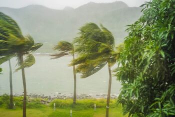 palm trees blowing in a tropical storm, indicating the importance of buying natural disaster insurance before traveling abroad