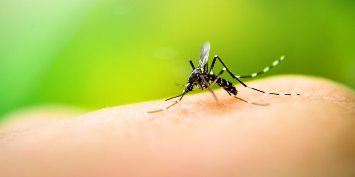 a mosquito drinking from an arm, highlighting the importance of malaria prevention and checking vaccination requirements for traveling abroad