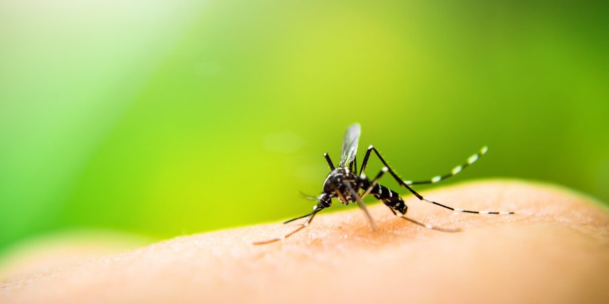a mosquito drinking from an arm, highlighting the importance of malaria prevention and checking vaccination requirements for traveling abroad